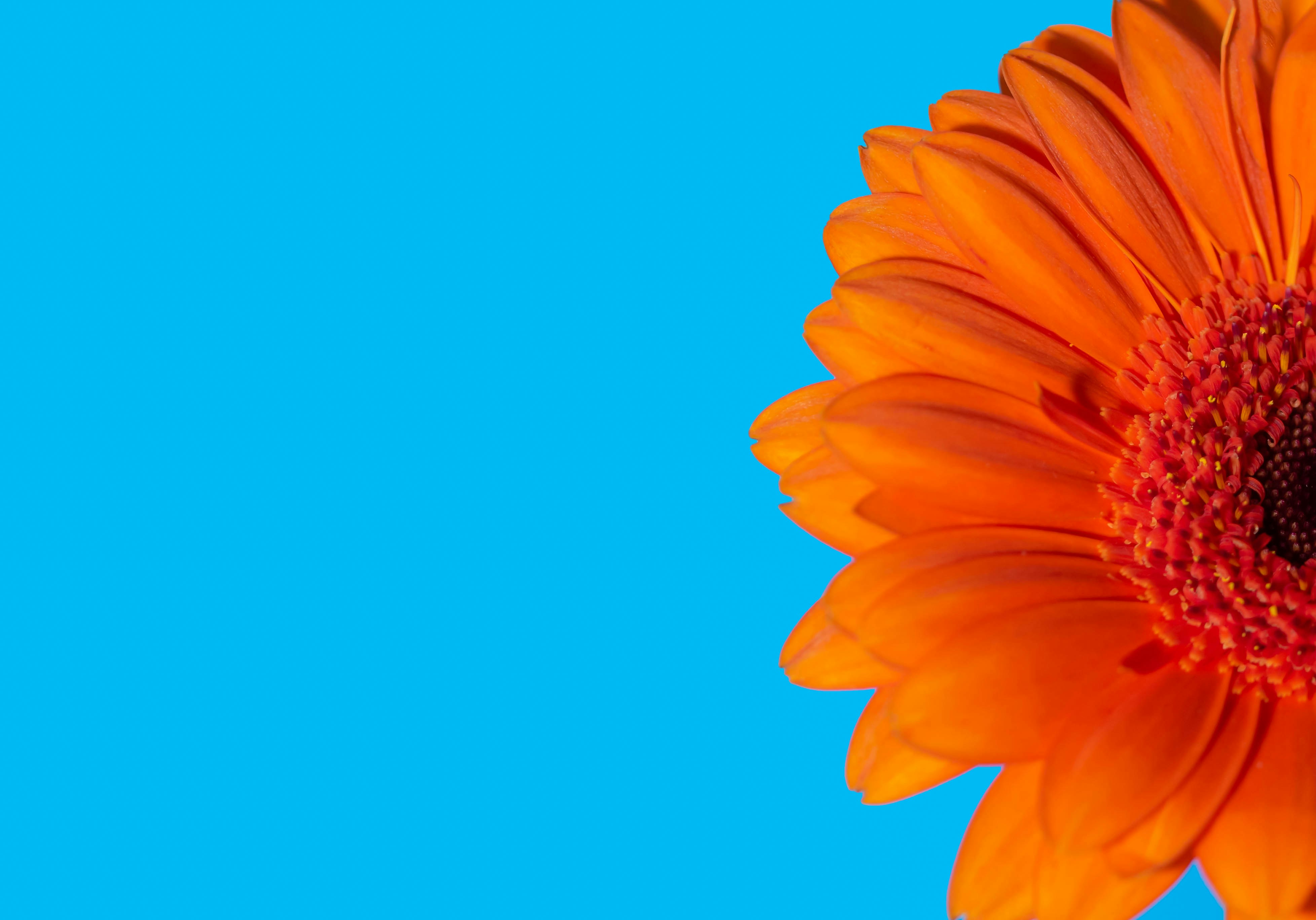 yellow sunflower under blue sky