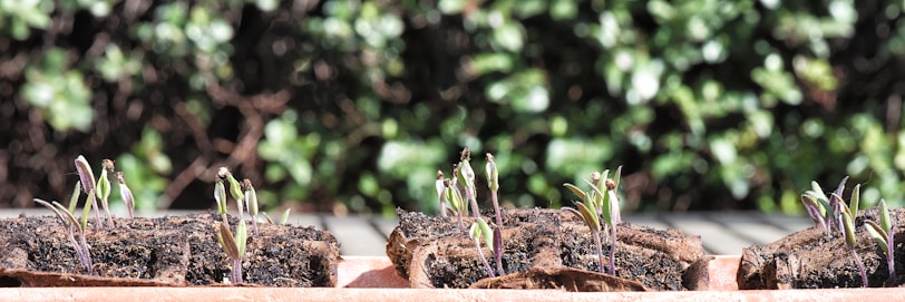 Several small plant seedlings are sprouting from soil pods placed in a row. The background features a lush, blurry greenery that provides contrast to the vibrant seedlings.