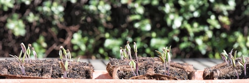 Several small plant seedlings are sprouting from soil pods placed in a row. The background features a lush, blurry greenery that provides contrast to the vibrant seedlings.