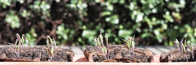 Several small plant seedlings are sprouting from soil pods placed in a row. The background features a lush, blurry greenery that provides contrast to the vibrant seedlings.