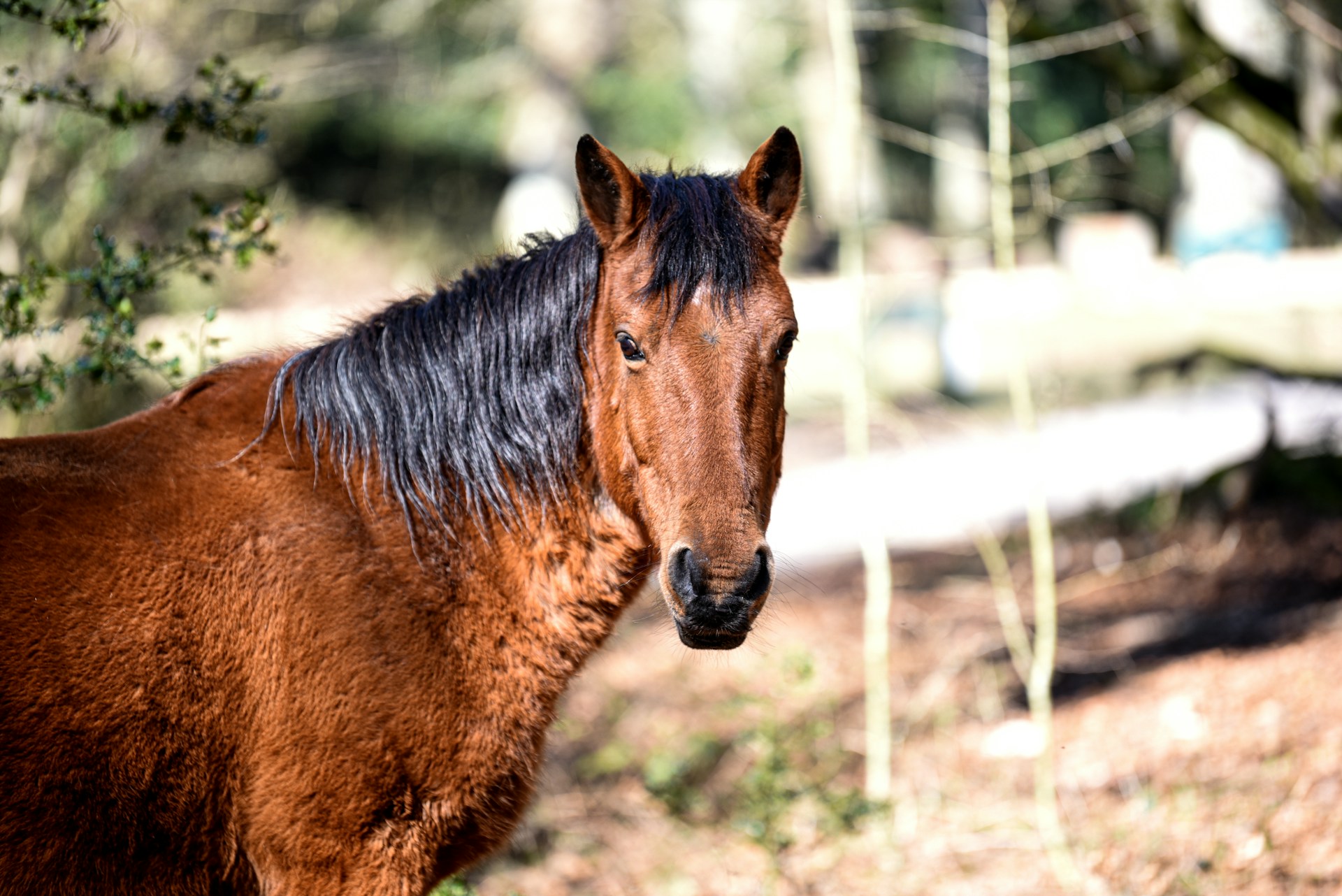 brown horse on brown field during daytime