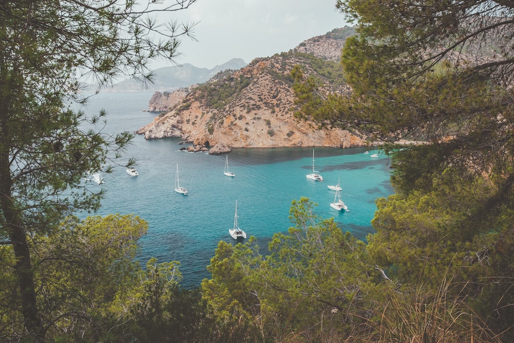 barche bianche sul mare vicino agli alberi verdi durante il giorno