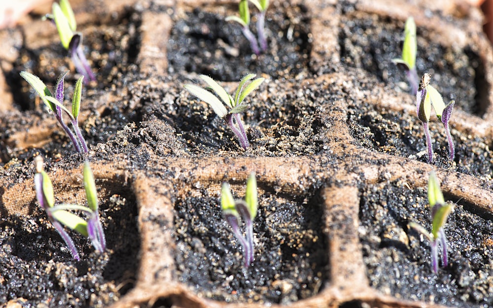 planta verde em solo marrom