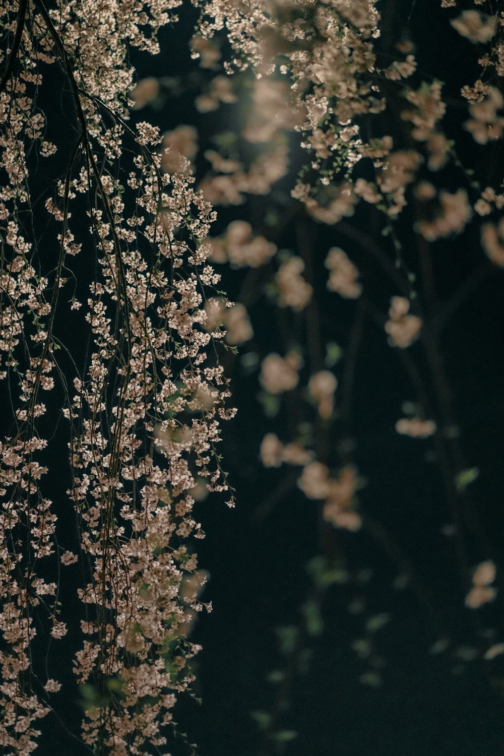 white flowers in tilt shift lens