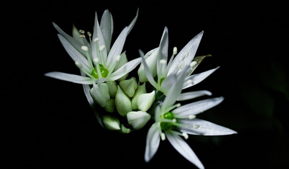 Weiße und grüne Blume in Nahaufnahmen