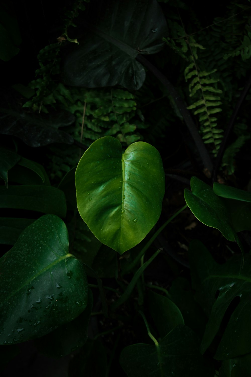 green leaves with water droplets