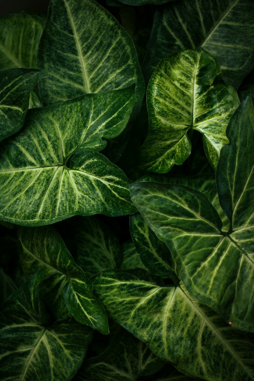 green leaves in close up photography