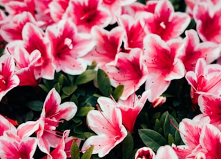 pink flowers with green leaves