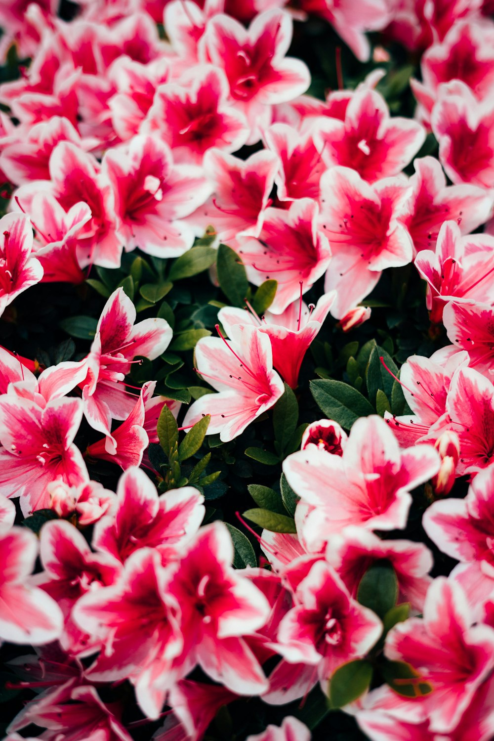 pink flowers with green leaves