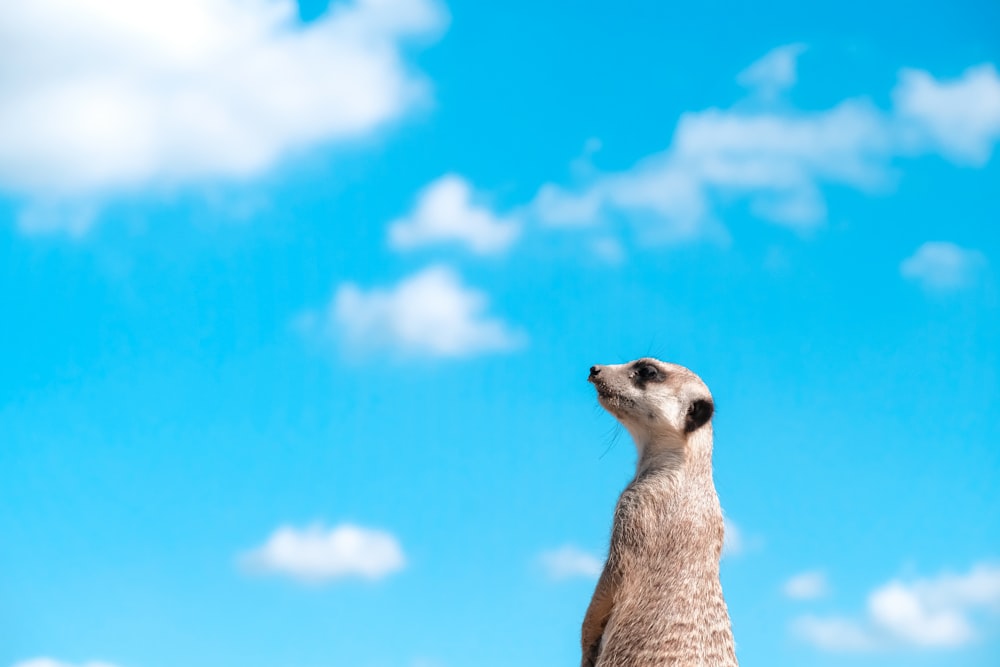 brown and white meerkat under blue sky during daytime