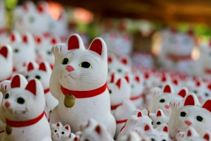 Gatinho Meigo