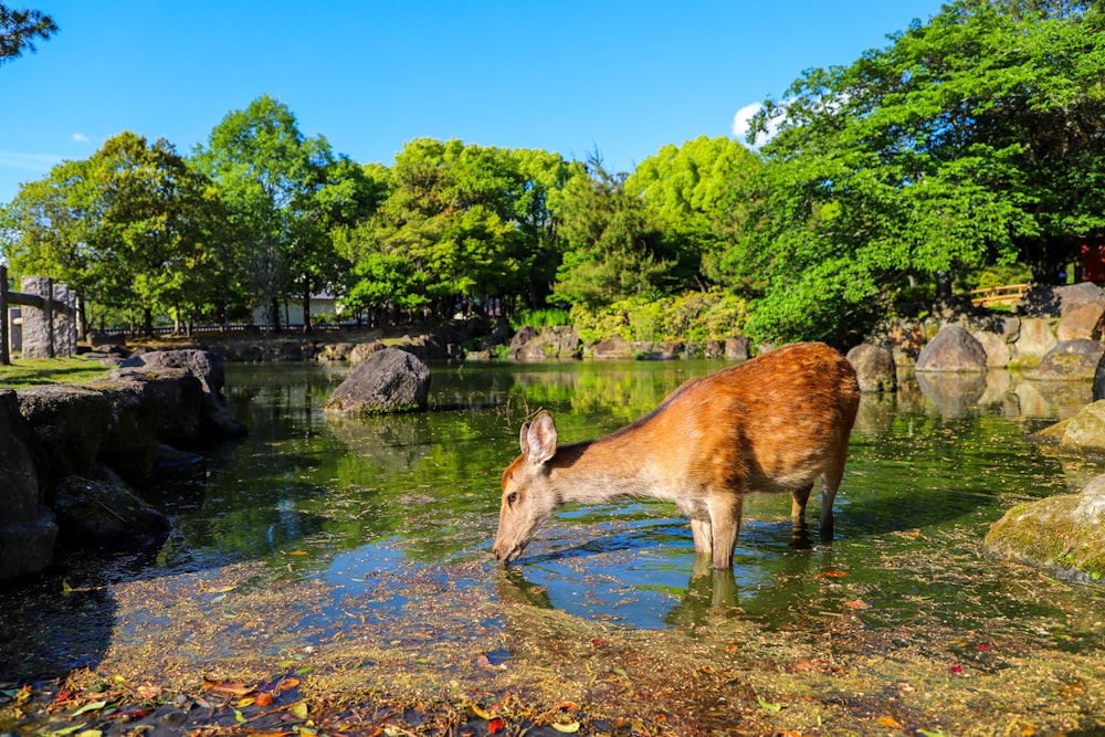 brown deer on green grass field near river during daytime