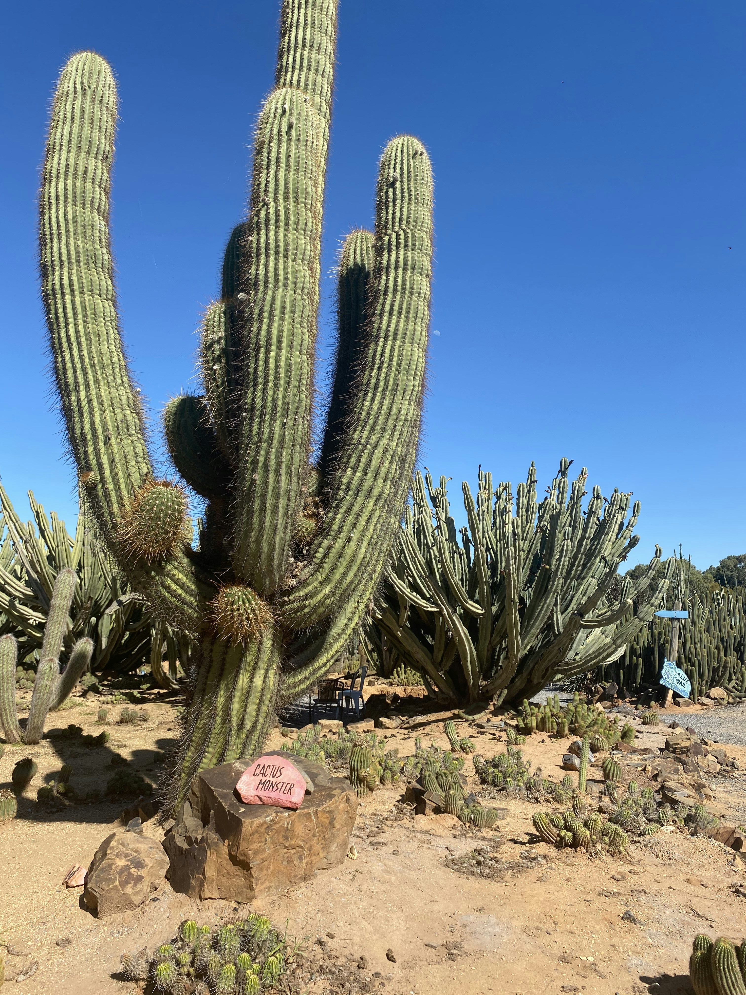 Cactus plant on brown soil during daytime photo  Free Blue Image on  Unsplash