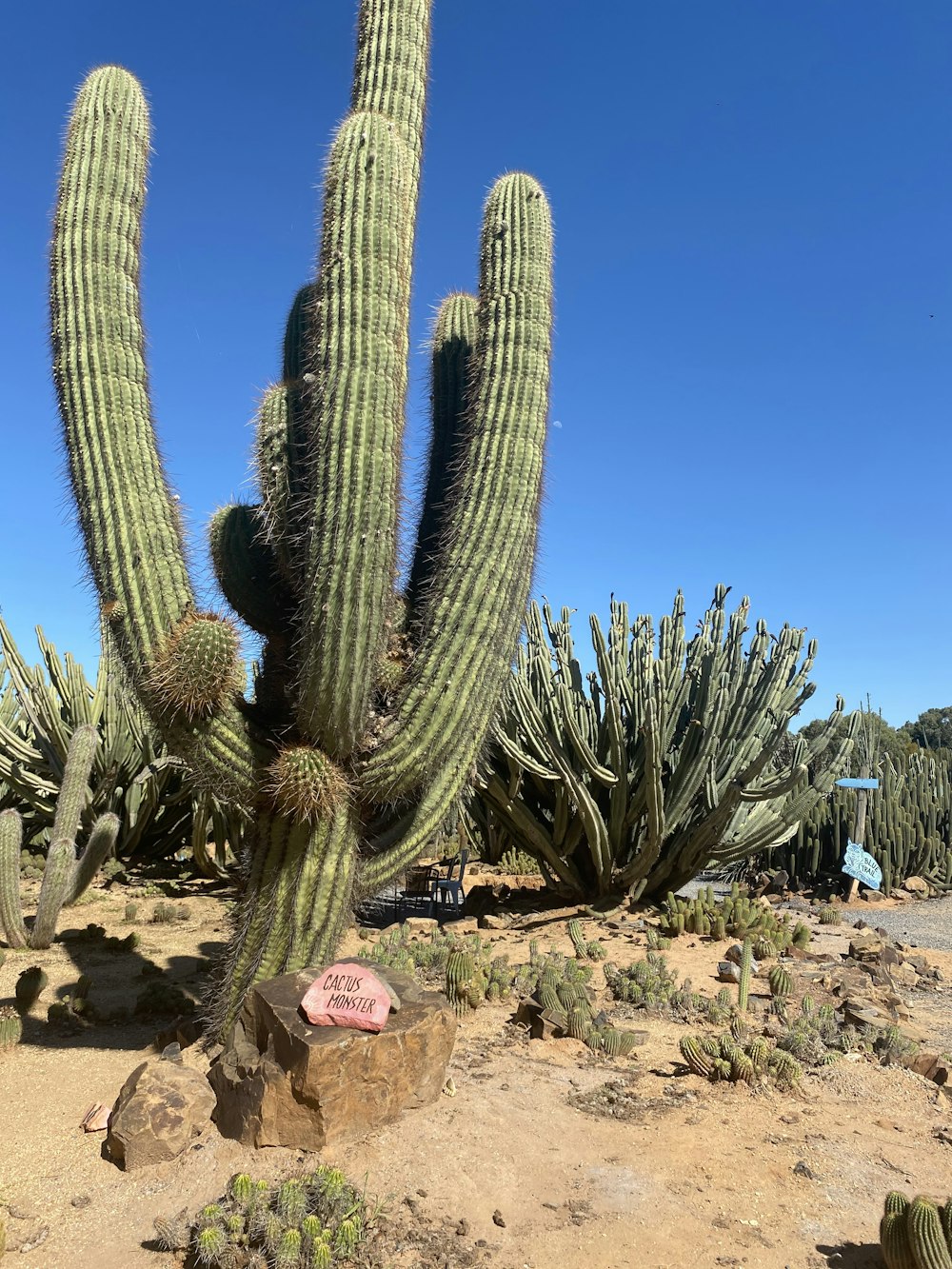 cactus plant on brown soil during daytime