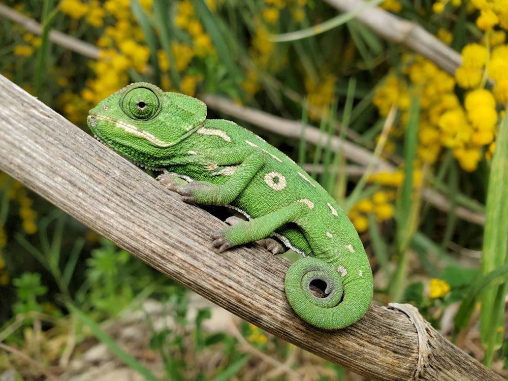 camaleonte verde su palo di legno marrone