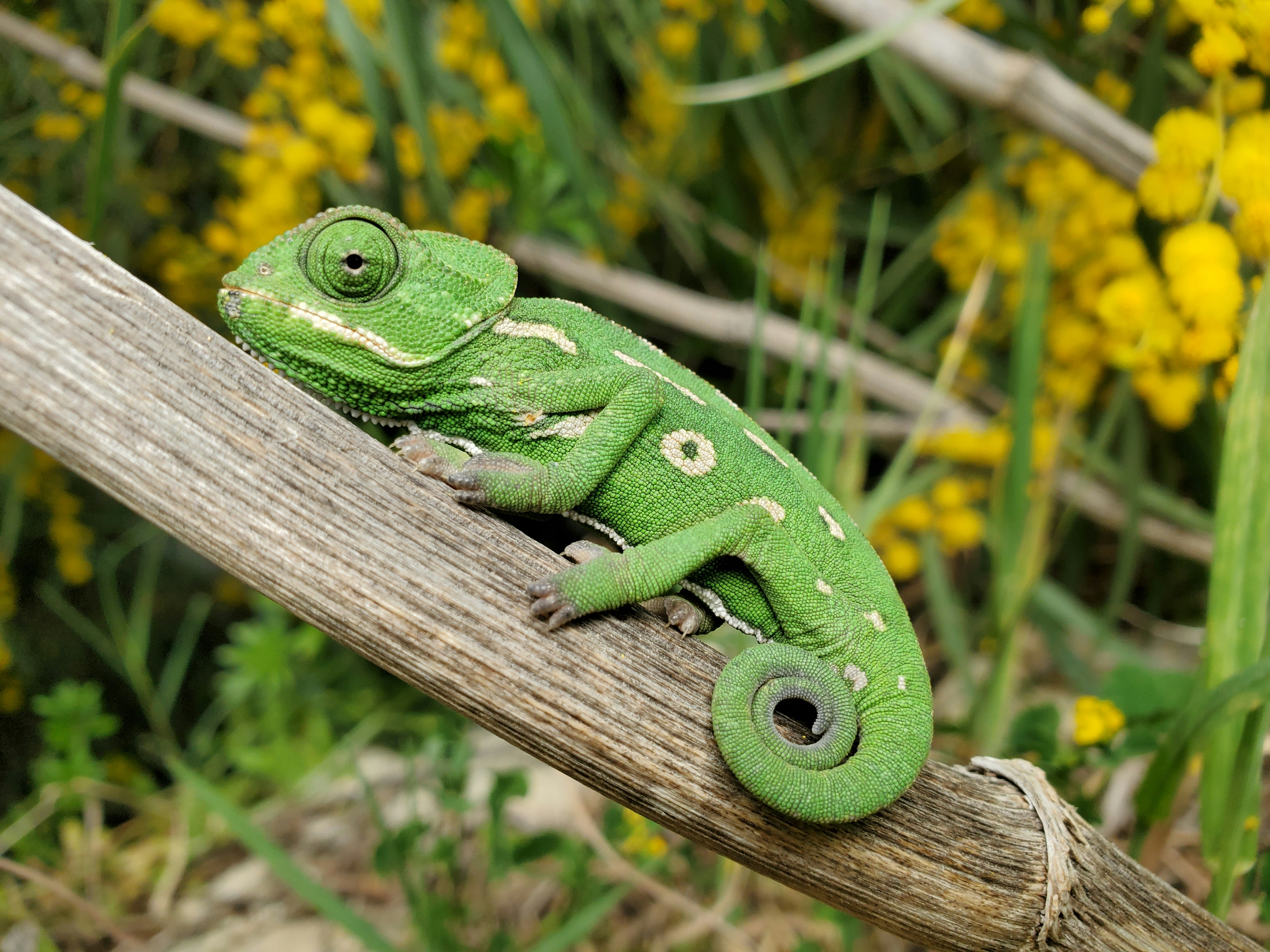 bright green chameleon on a branch in Malta 