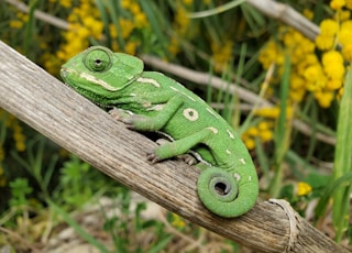 bright green chameleon on a branch in Malta 