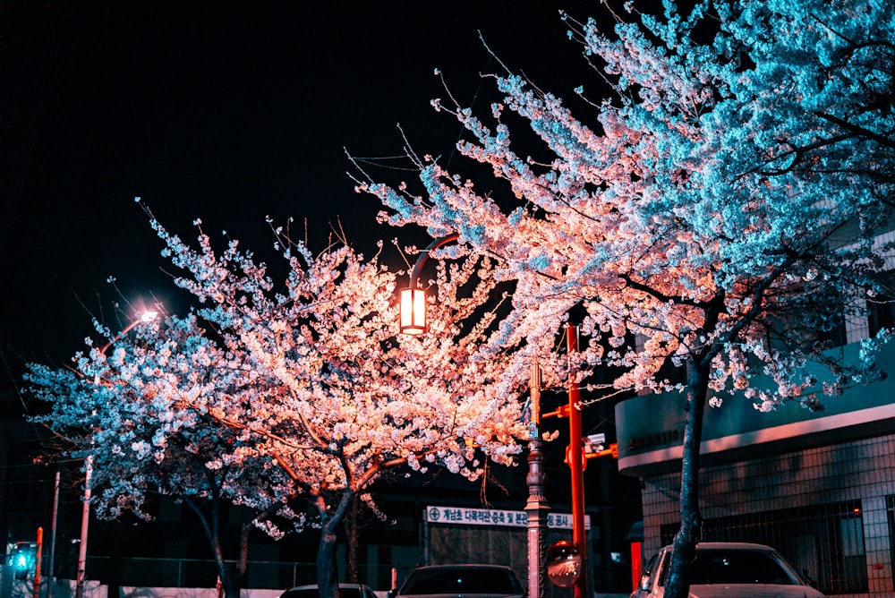 昼間のピンクの桜の木