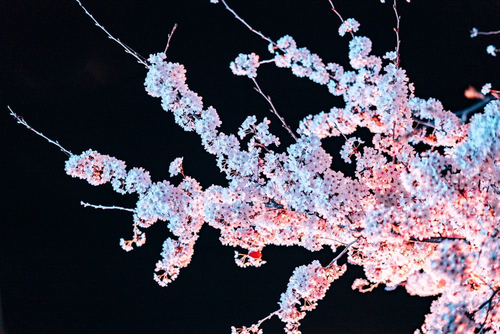 pink and white flowers with black background