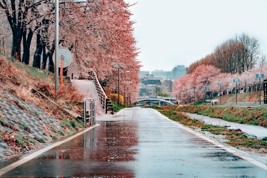 櫻花花語「精神之美、純潔」：日本國民不變的精神象徵