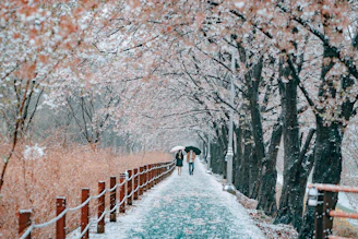 person in black jacket walking on pathway between trees during daytime