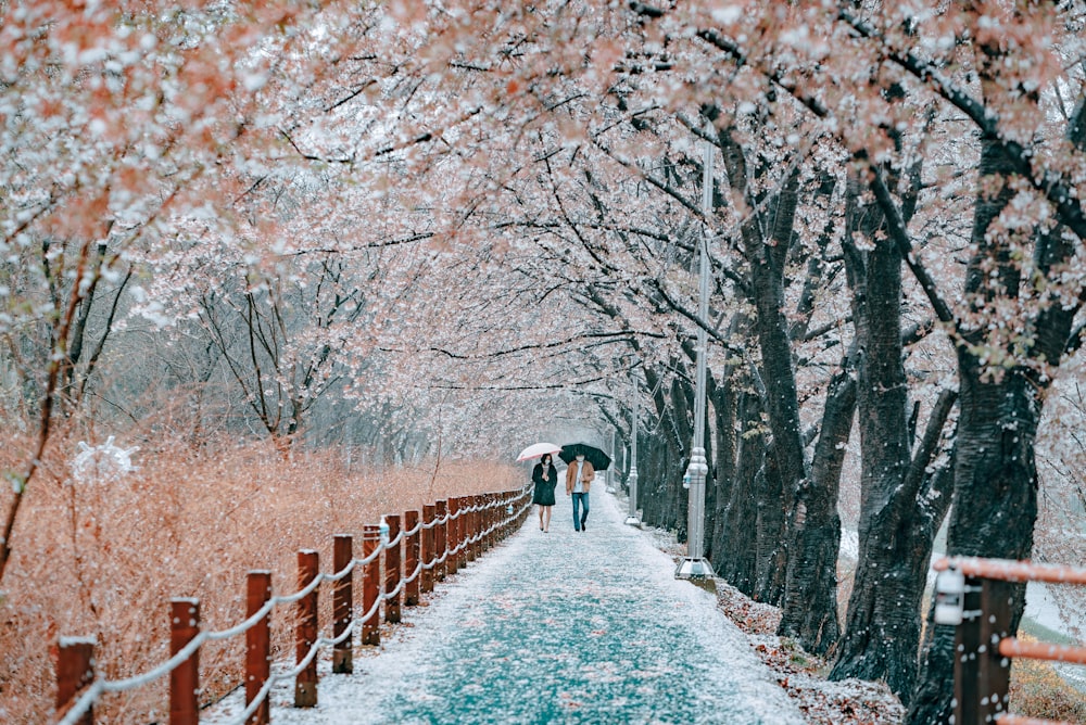 person in black jacket walking on pathway between trees during daytime