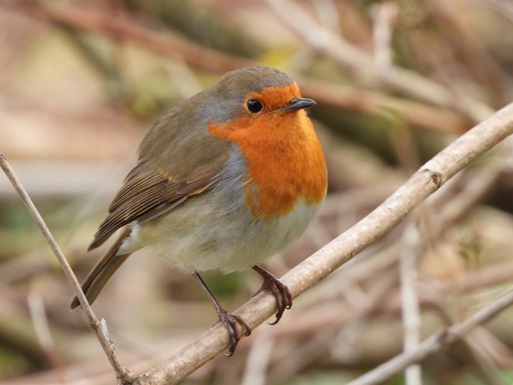 orange and gray bird on tree branch