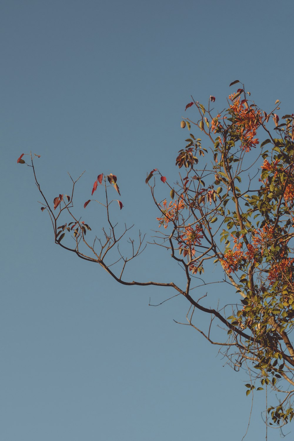 red and green leaf tree under blue sky during daytime