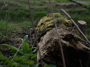 A small, moss-covered log nestled beneath a thick hedge, home to hidden critters.
