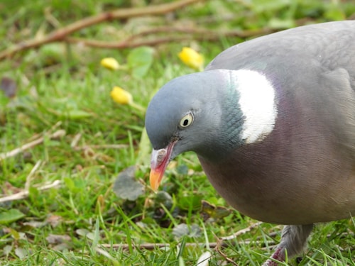A close-up of a pigeon with a white neck ring, standing on lush green grass. The bird has a grayish-blue head and a reddish beak, with some yellow flowers and leafy plants scattered around.