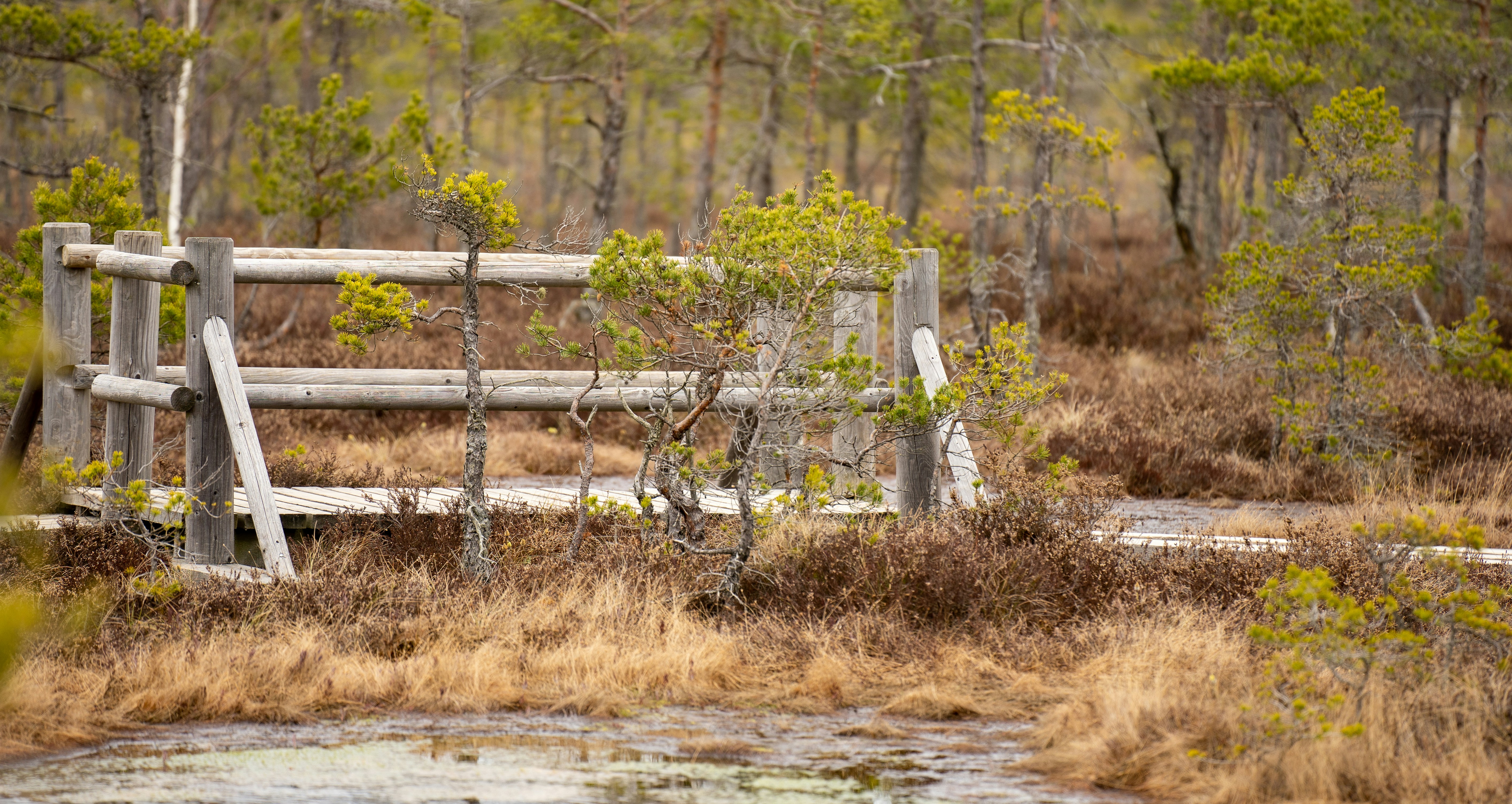 The Vulnerability of Floating Bogs: Threats and Conservation - Tinner Moor floating bog