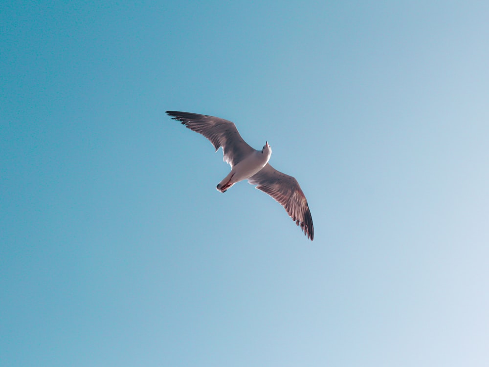 white bird flying under blue sky during daytime