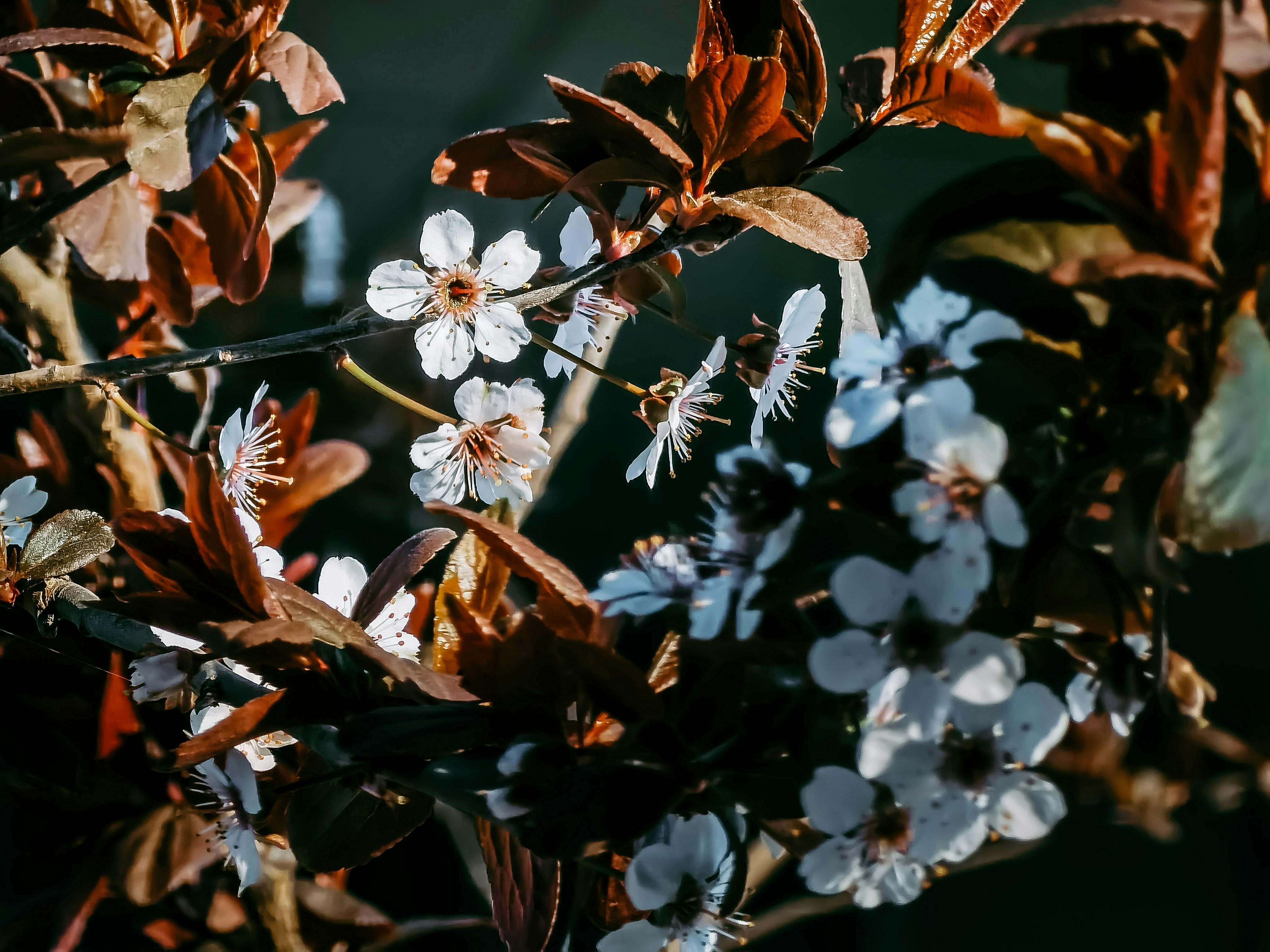 fleurs blanches avec des feuilles brunes