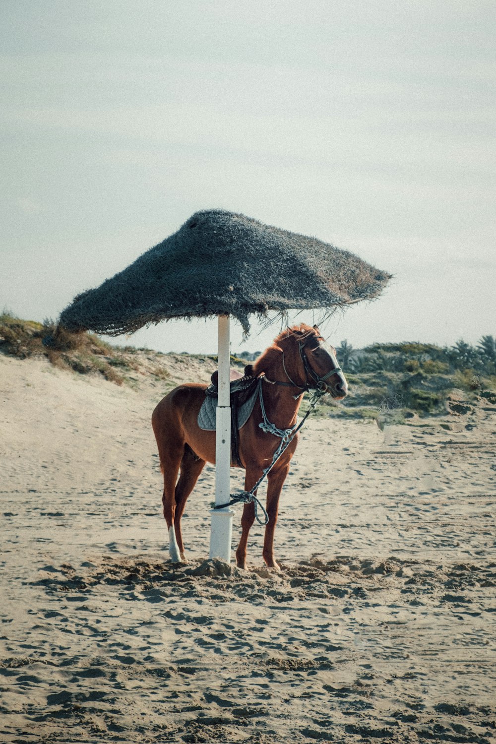 brown horse on brown sand during daytime