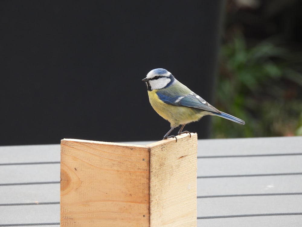 pássaro azul e branco na cerca de madeira marrom