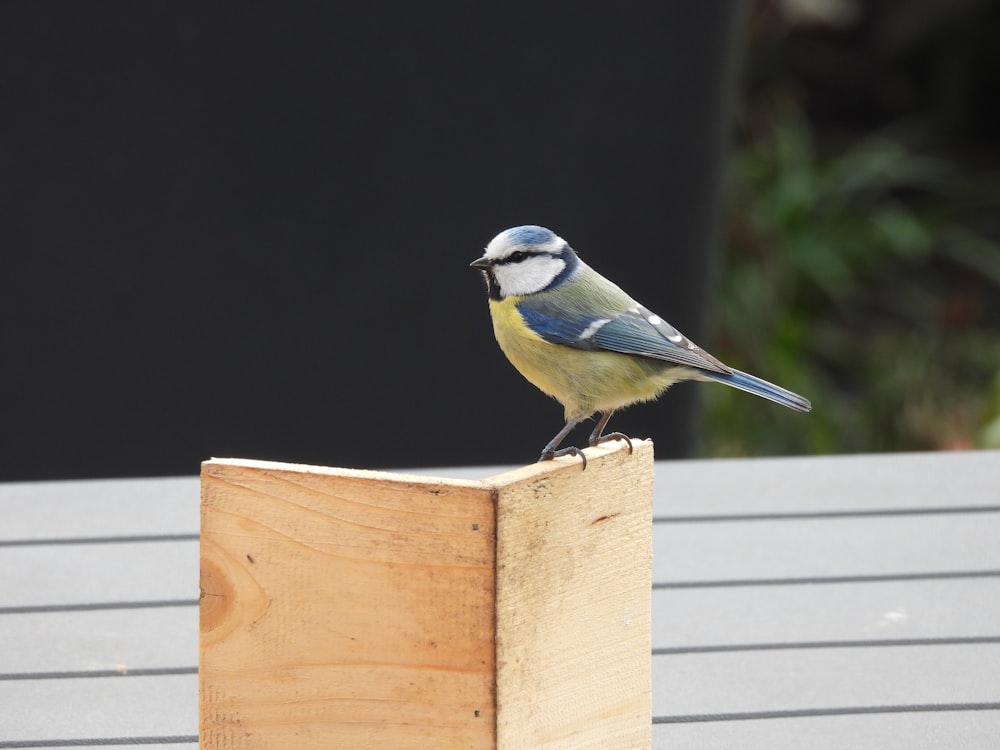 blue and white bird on brown wooden fence