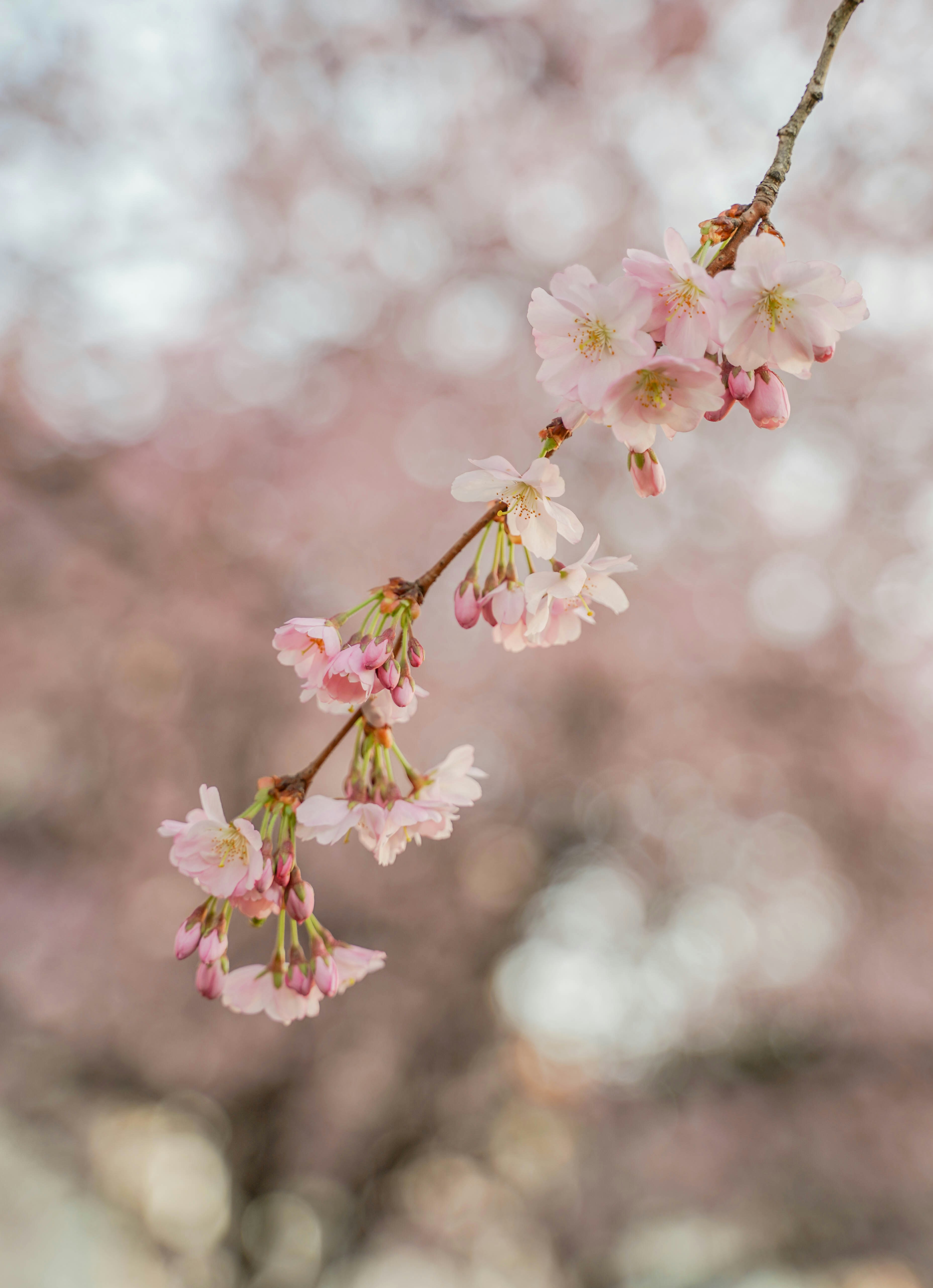 Photo by veronikadiegel