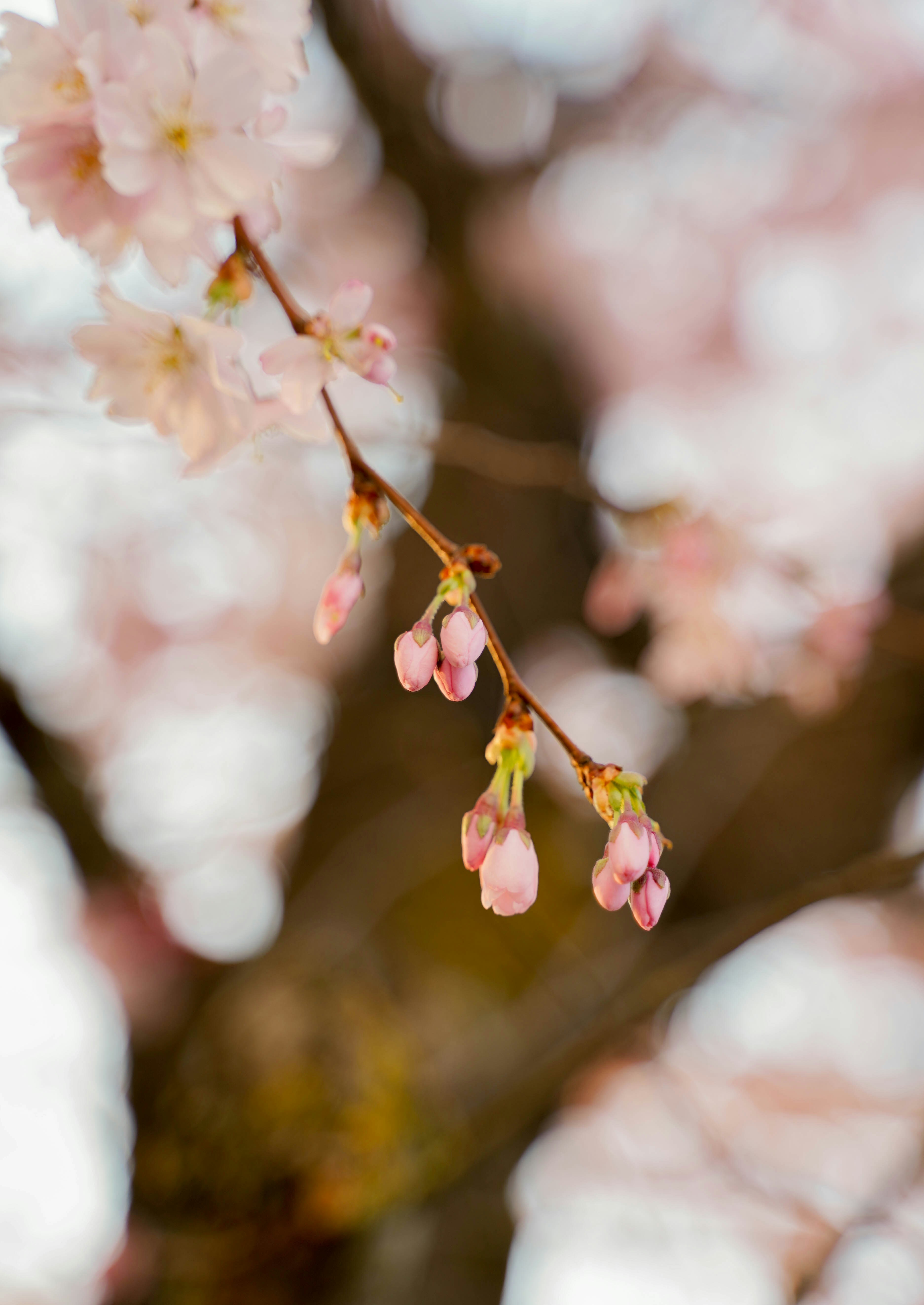 Photo by veronikadiegel