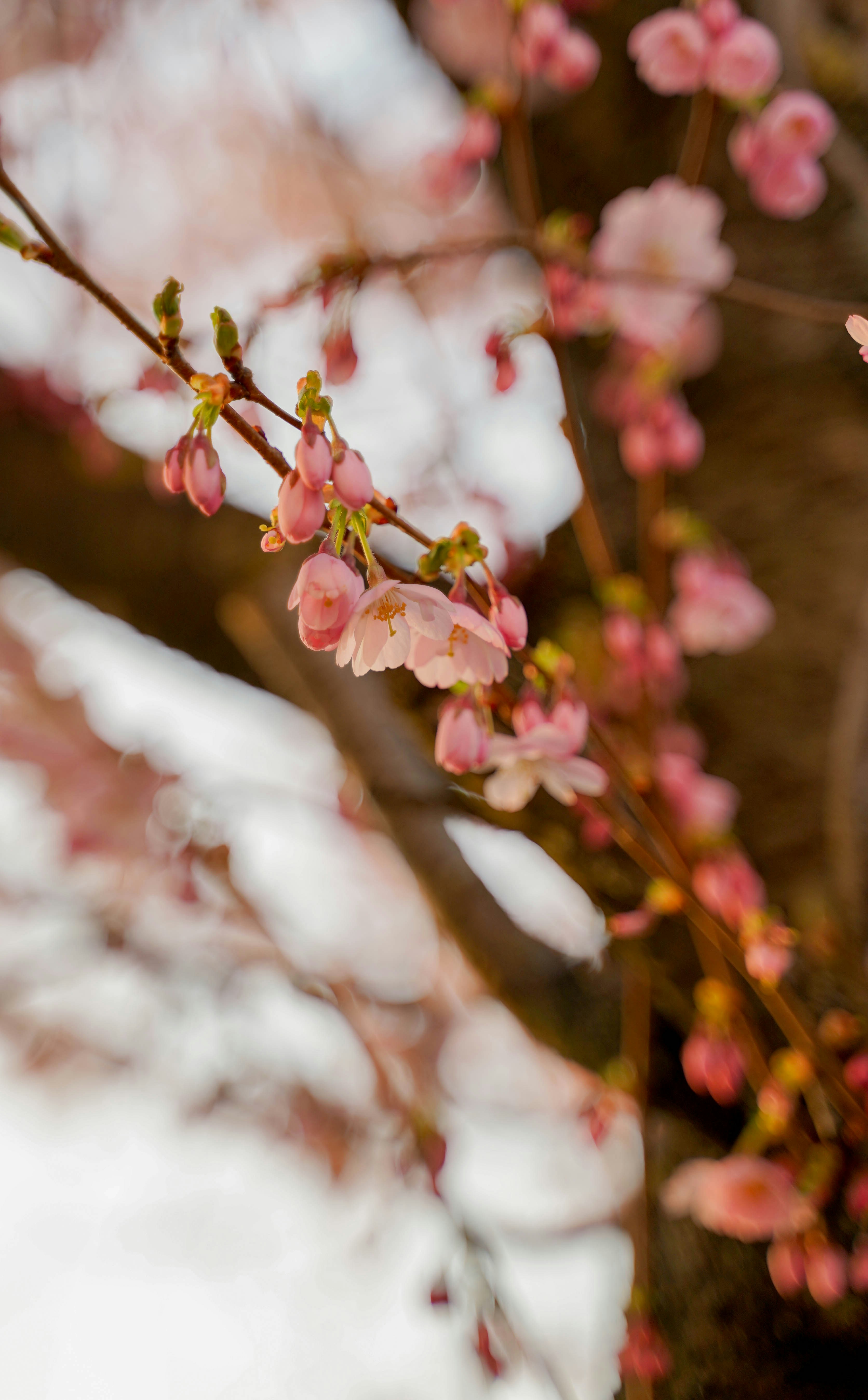 Photo by veronikadiegel