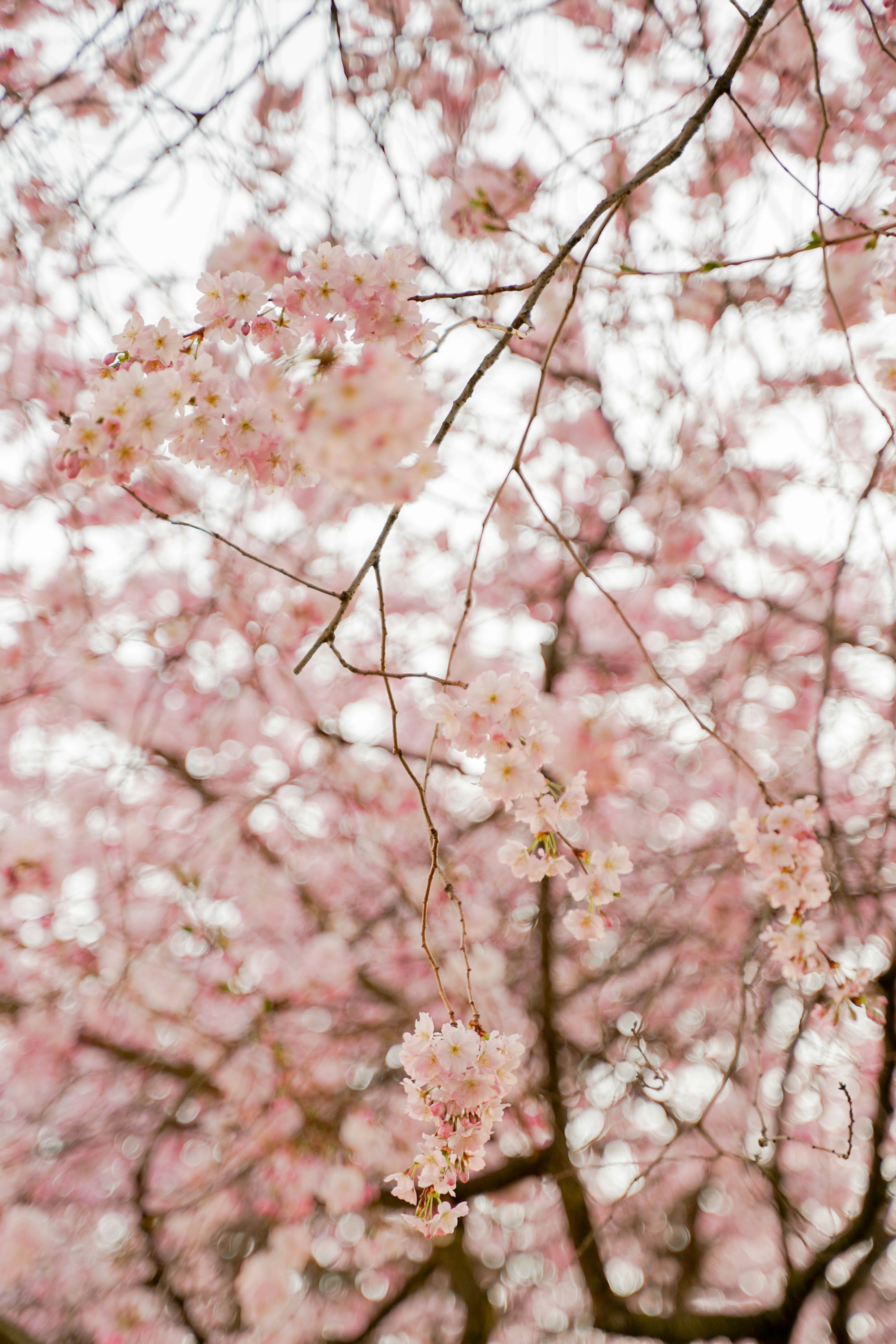 Photo by veronikadiegel