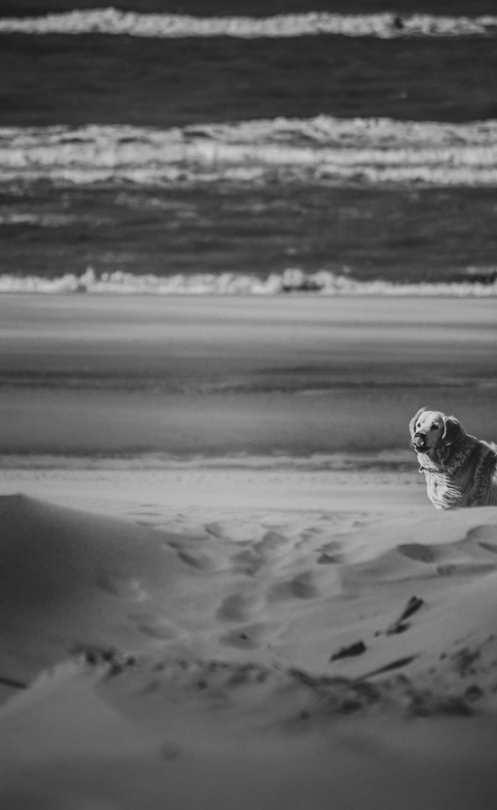 grayscale photo of dog on sand