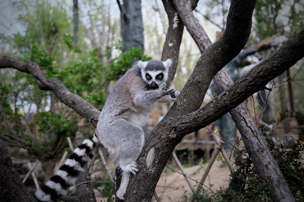 gray and white lemur on brown tree branch during daytime