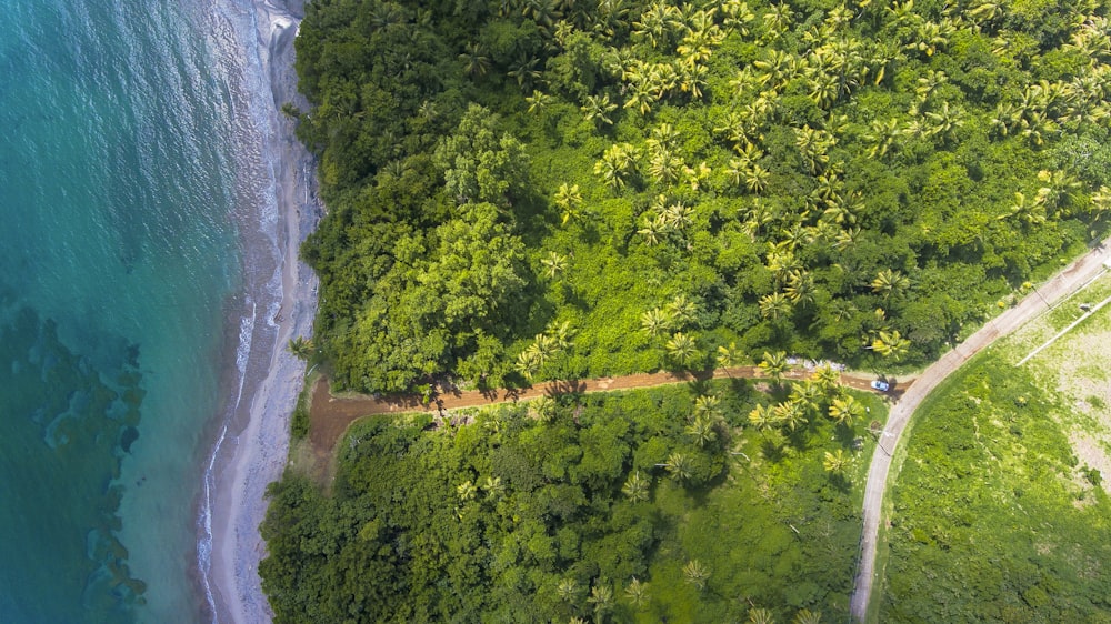 green trees near river during daytime