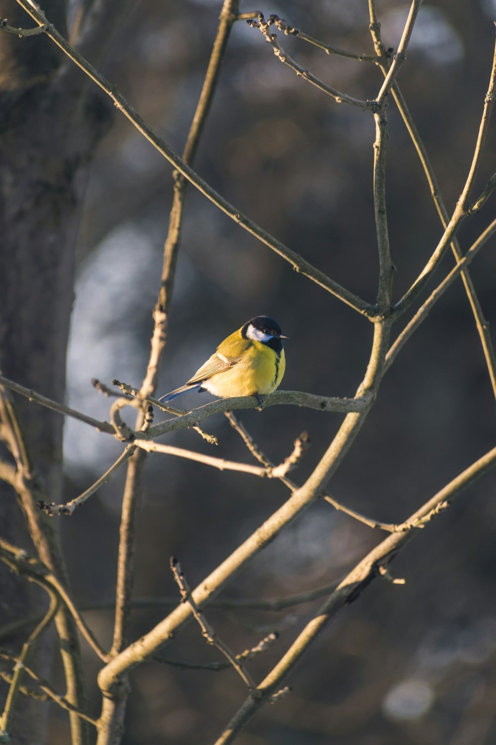 gelber und schwarzer Vogel am braunen Ast