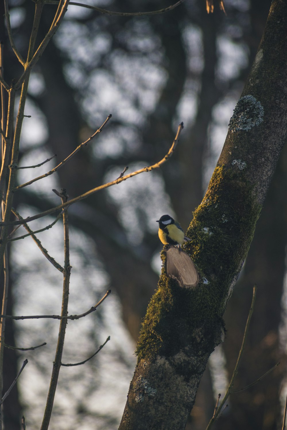 two birds on tree branch