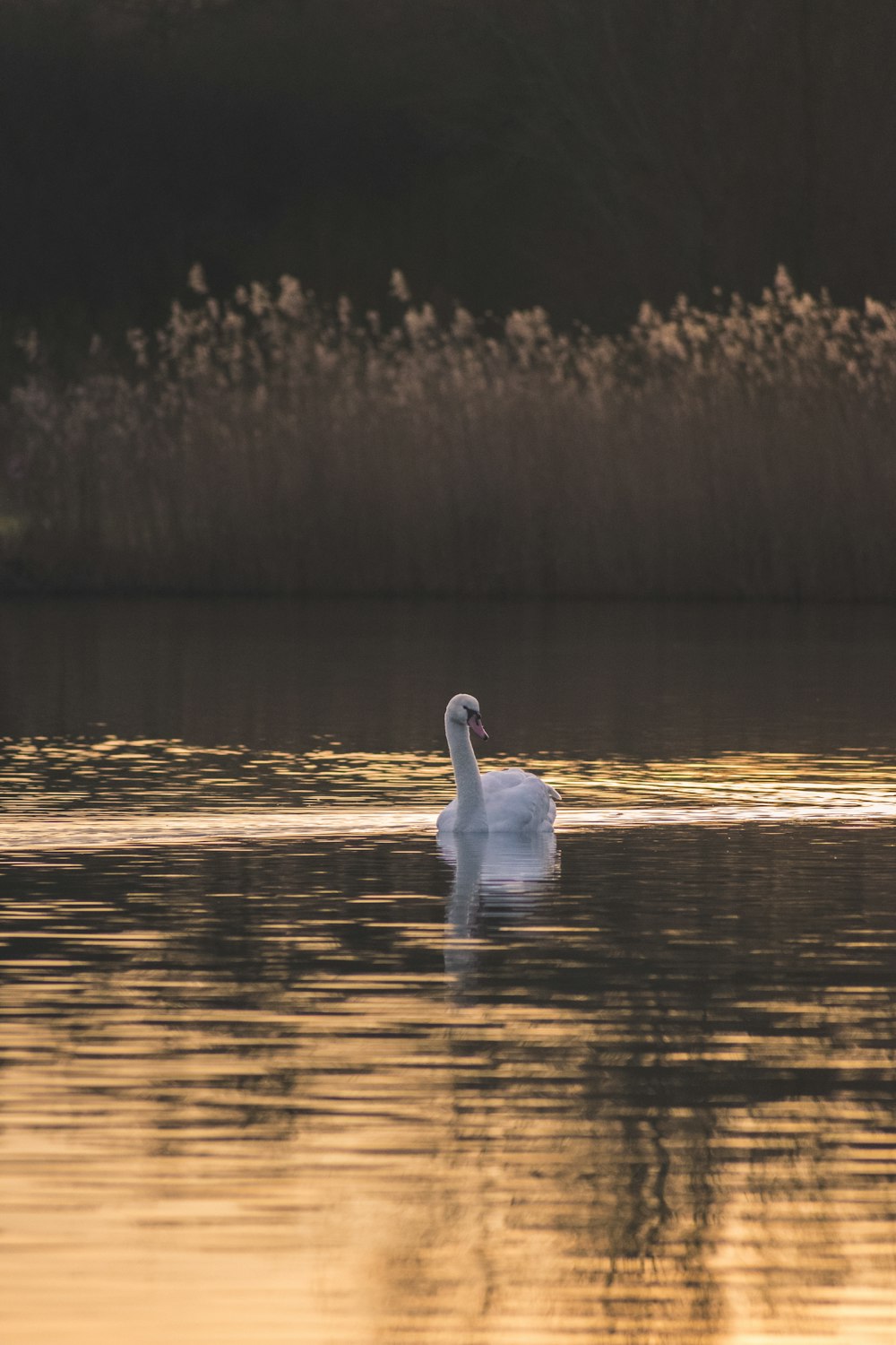 white swan on body of water during daytime