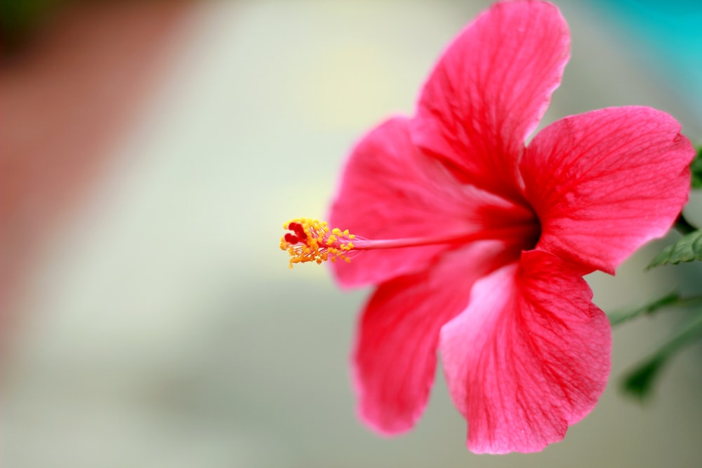 pink hibiscus in bloom in close up photography