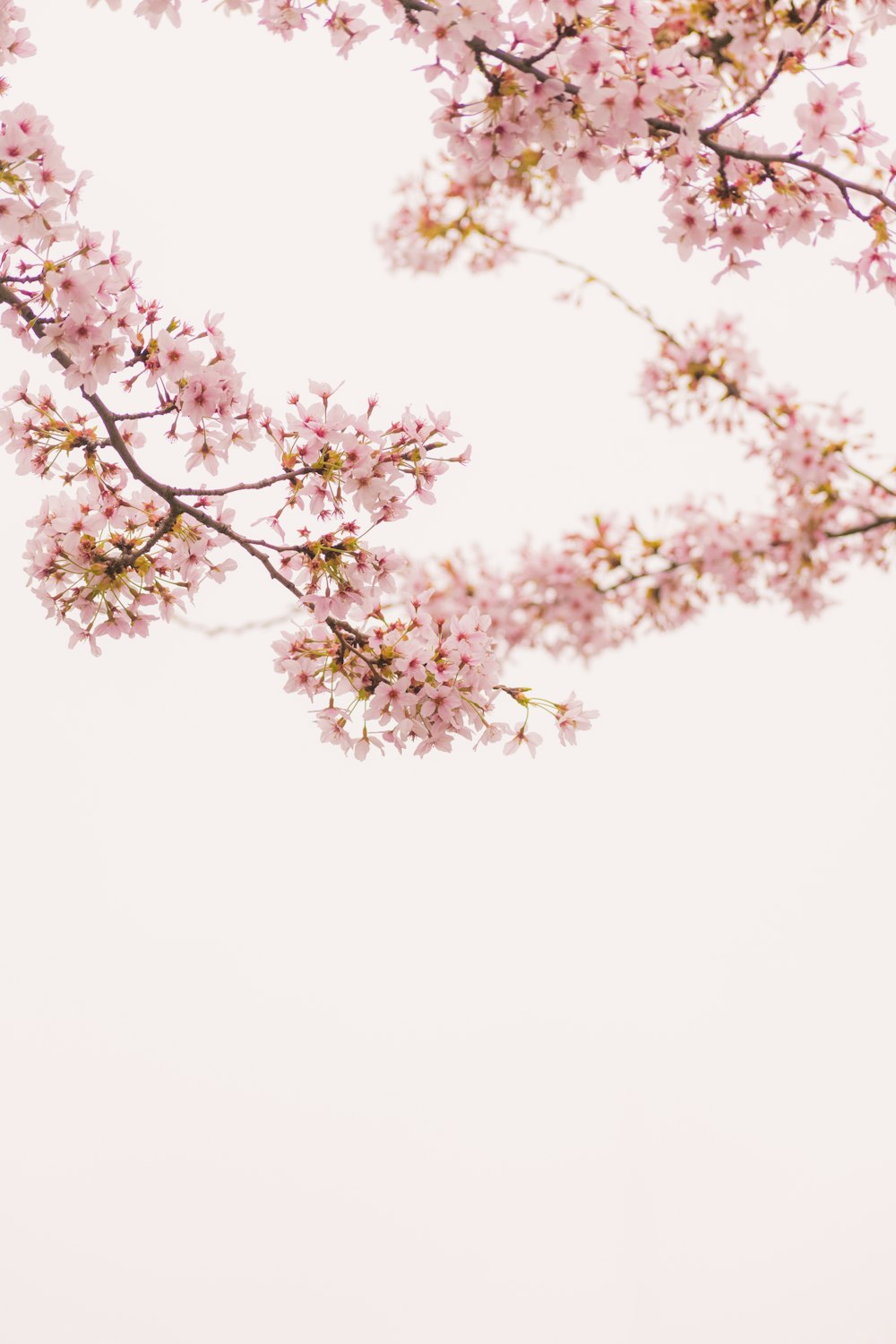 white and brown tree under white sky