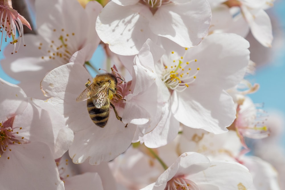 black and yellow bee on white flower