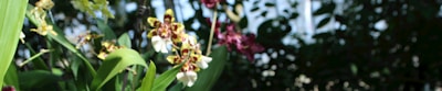 An outdoor setting with orchids growing in natural light.